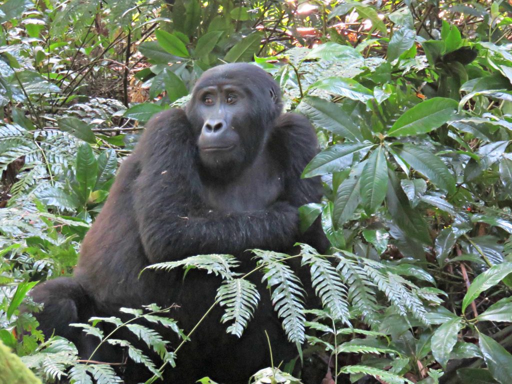 Uganda's mountain gorillas