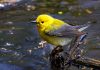 Where to experience the best of spring in Canada Canada travel destinations in springtime