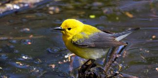 Where to experience the best of spring in Canada Canada travel destinations in springtime