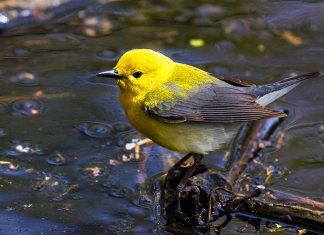 Where to experience the best of spring in Canada Canada travel destinations in springtime