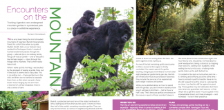 Gorilla tracking in Uganda gorilla tracking in Uganda