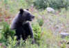 How to go on safari in Canada