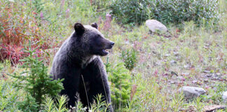 How to go on safari in Canada