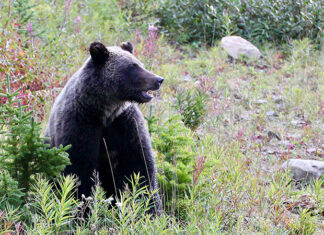 How to go on safari in Canada